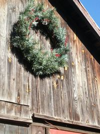 Plants in backyard