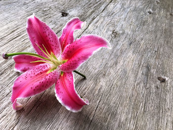Close-up of pink flower on wood