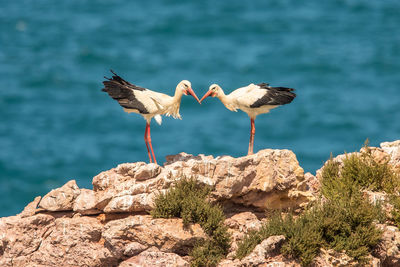 Storks perching on rock against sea