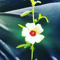 Close-up of flower