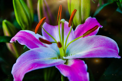 Close-up of pink flower
