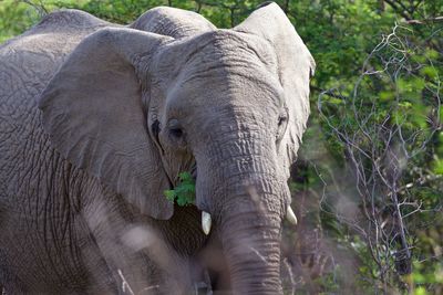 Portrait of elephant