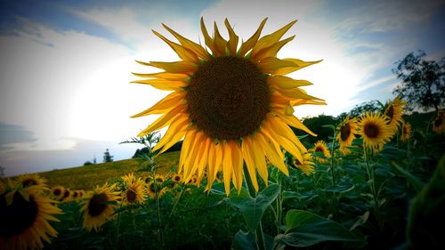 Sunflowers blooming on field against sky