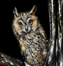 Close-up portrait of owl on tree at night