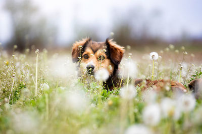 Portrait of dog on field