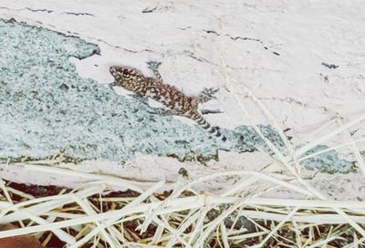 High angle view of lizard on land