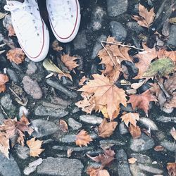 High angle view of maple leaves on wet street