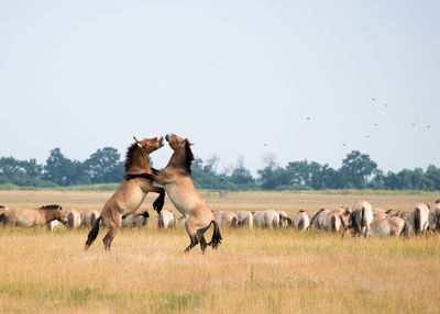 Side view of horses rearing up on land against clear sky