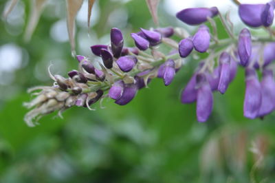 Close-up of purple flowers