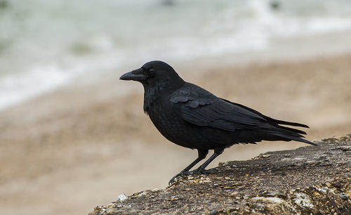 Close-up of bird perching outdoors