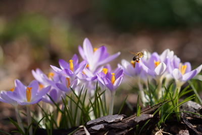 Close-up of honey bee pollinating on purple crocus