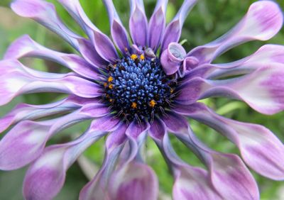 Close-up of pink flower