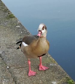 View of bird