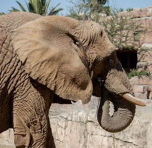 Side view of elephant