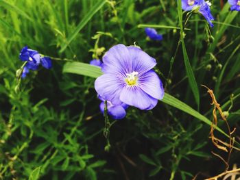 Close-up of purple flowers