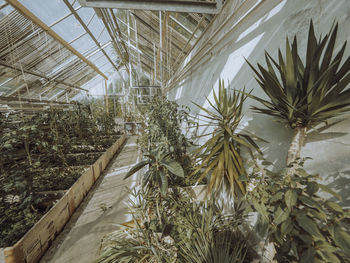 Plants growing in greenhouse