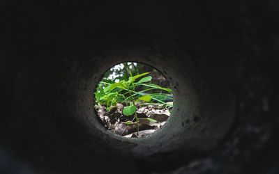 Close-up of plants against trees