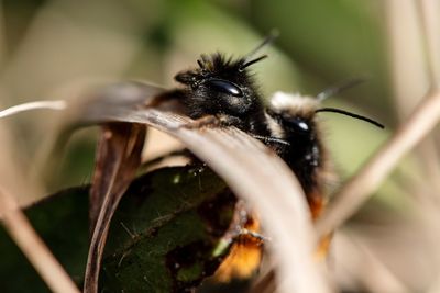 Close-up of bee on leaf