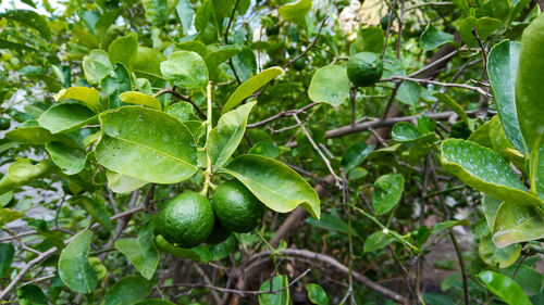 Close-up of fruit growing on tree