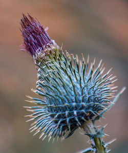 Close-up of thistle flower