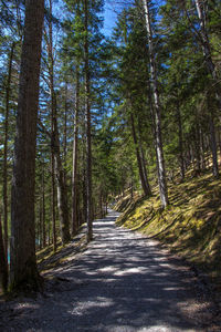 Road amidst trees in forest