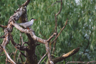 Bird perching on a tree