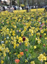 Close-up of yellow flowering plants on field