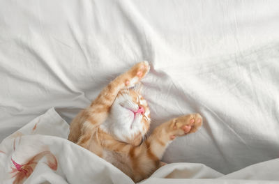 cat
