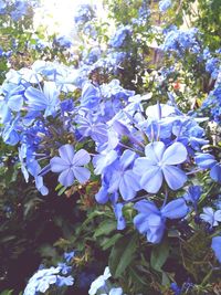 Close-up of purple flowers