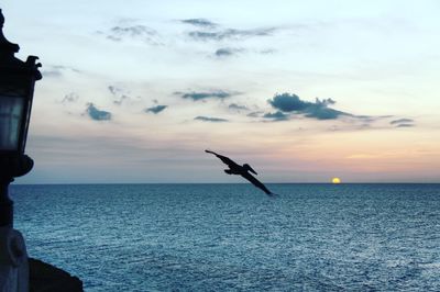 Seagull flying over sea against sky