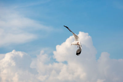 Low angle view of seagull flying against sky