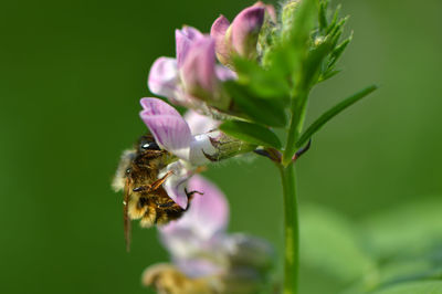 Close-up of bee on flower