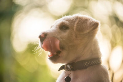 Close-up of dog looking away