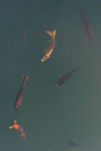 High angle view fish swimming in lake