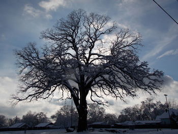 Low angle view of silhouette bare tree against sky