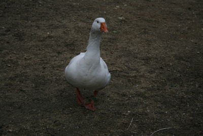 High angle view of bird on field
