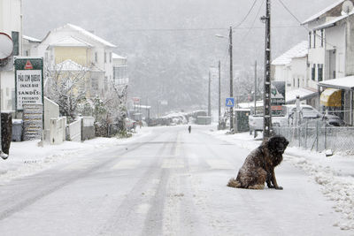 Dog on street in winter