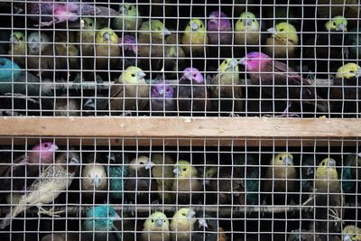 Close-up of birds in cage