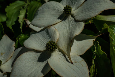 Close-up of flowers blooming outdoors