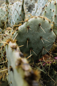 Prickly pear cactus with ripe red fruits