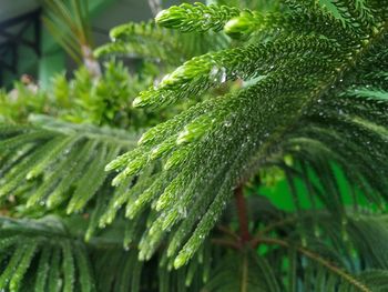 Close-up of raindrops on pine tree