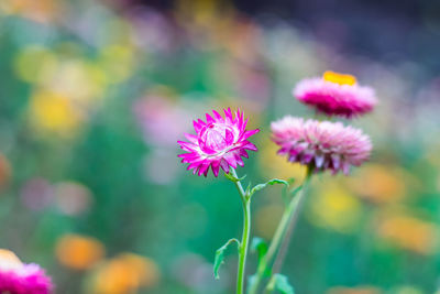 Close-up of pink flowering plants on field