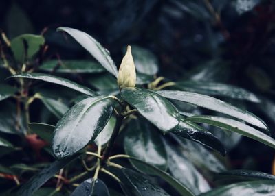 Close-up of flower