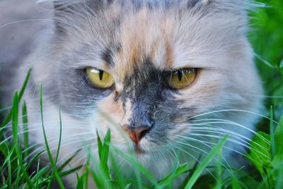 Close-up portrait of a cat