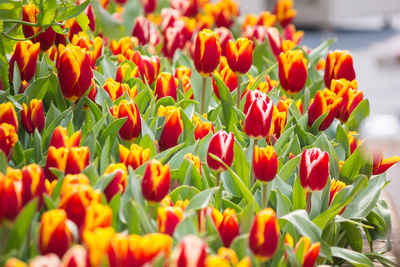 Close-up of red tulips