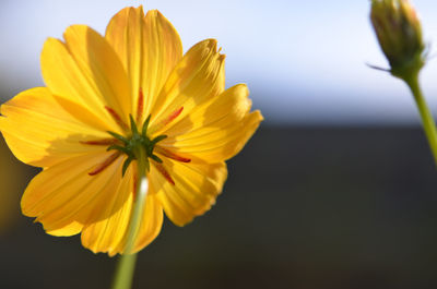 Close-up of yellow flower blooming outdoors