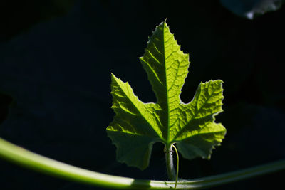 Close-up of fresh green leaves