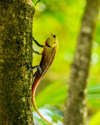 Close-up of lizard on tree trunk