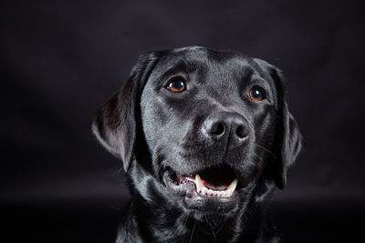 Close-up portrait of a dog