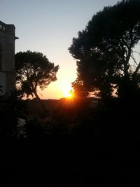 Silhouette of trees at sunset